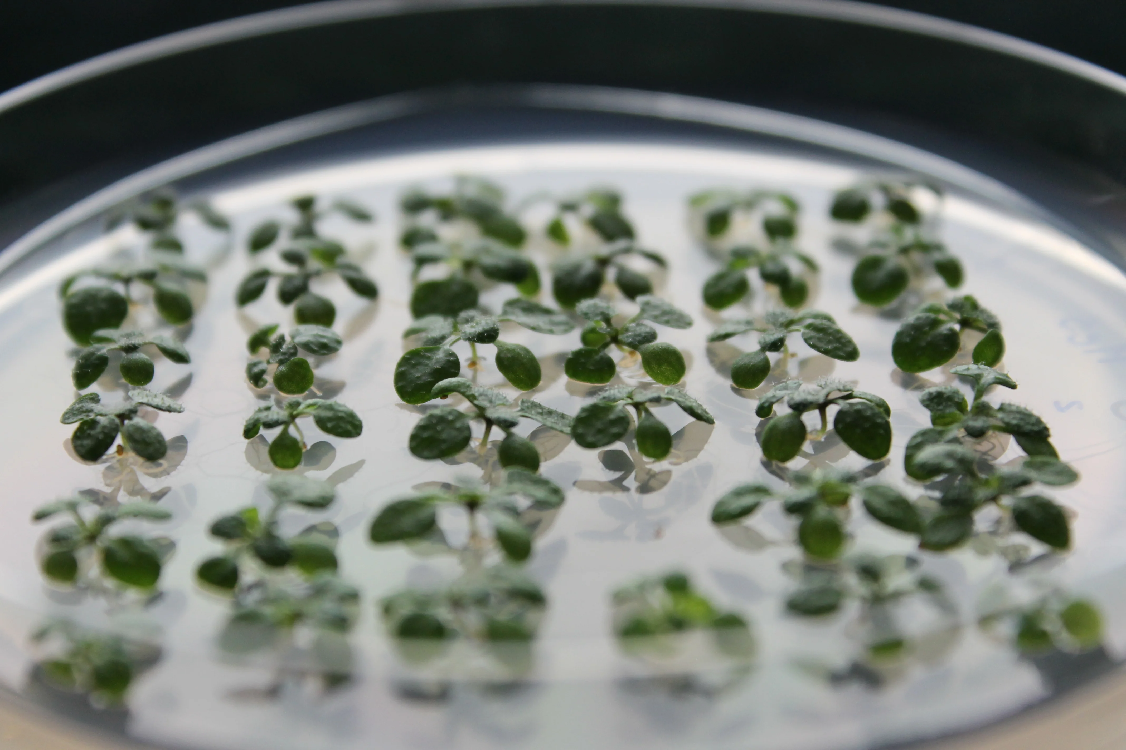 INRES - Chemical Signalling