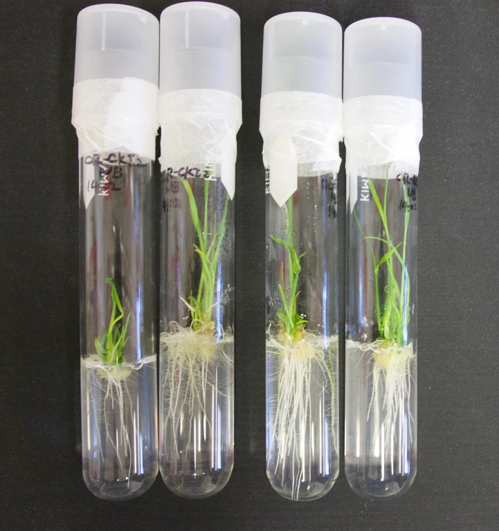 INRES - Pflanzenernährung