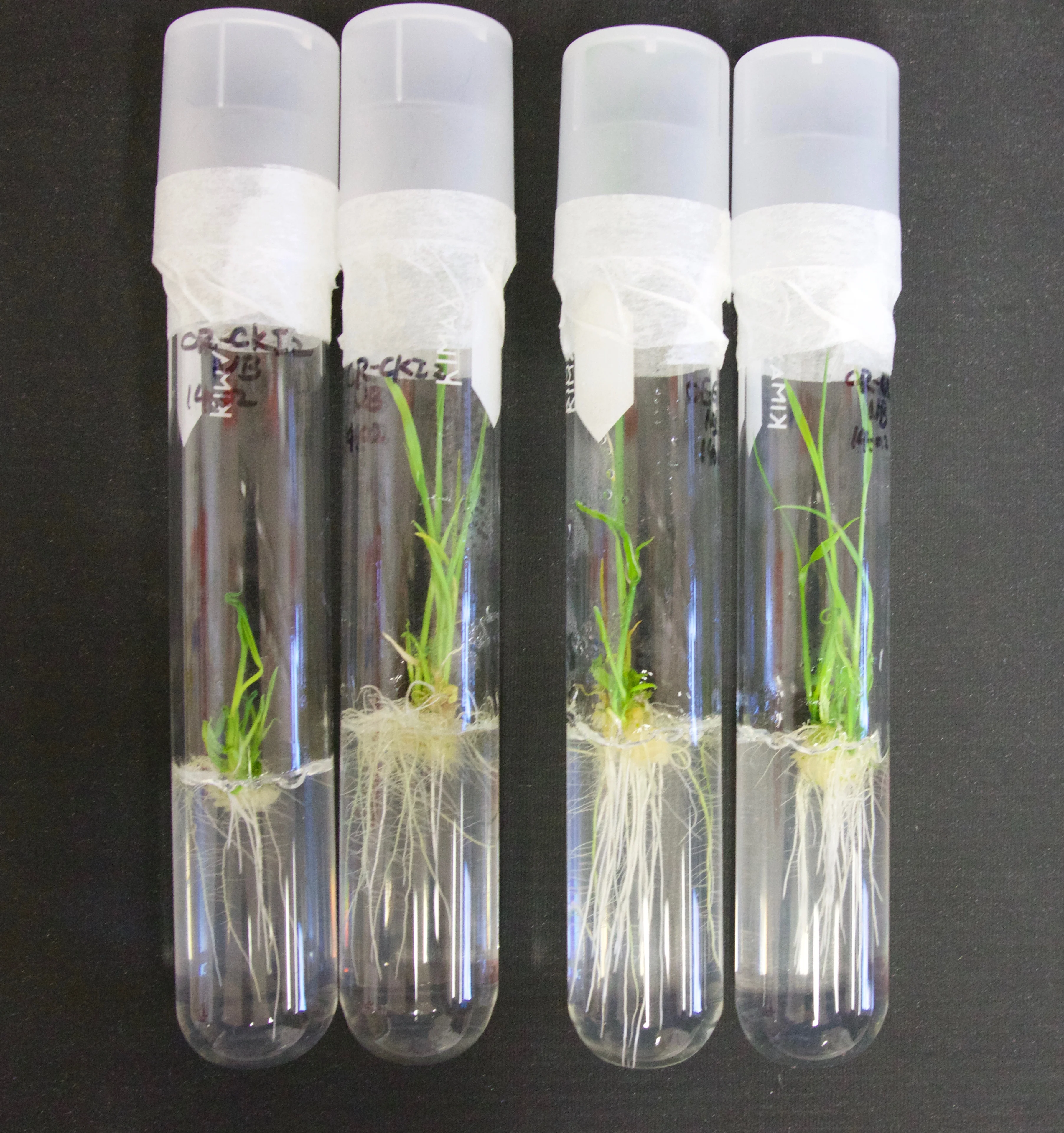 INRES - Pflanzenernährung