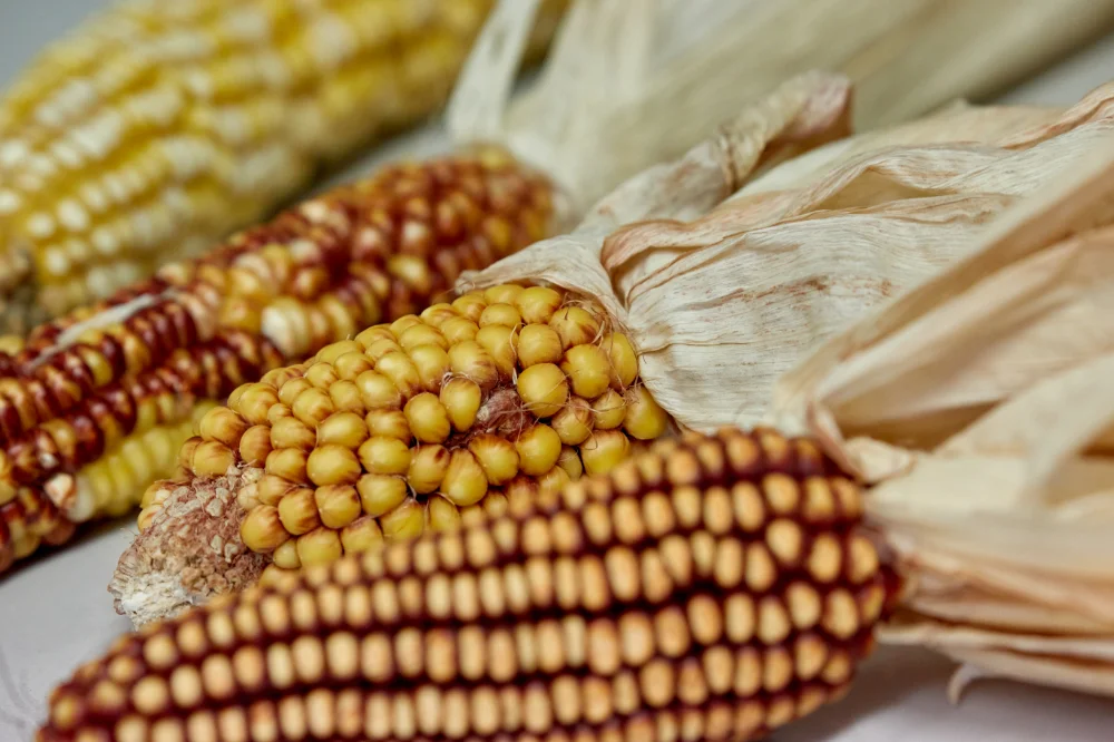 INRES - Crop Functional Genomics