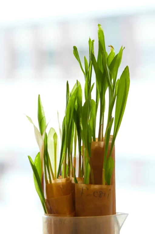 INRES - Crop Functional Genomics