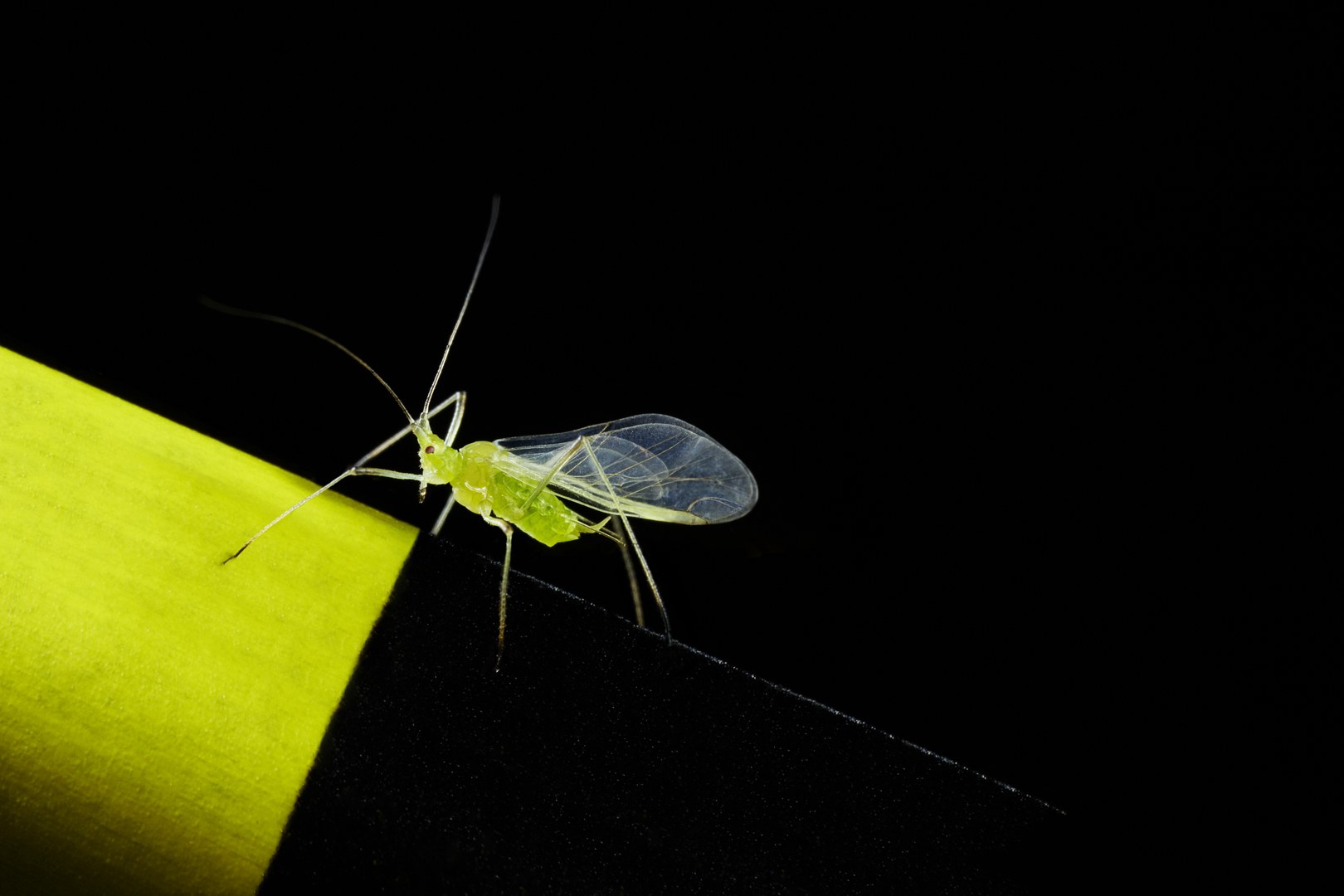 An aphid has landed on her favorite color, a bright yellow.