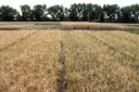 The conventional population on the left and the organic barley on the right