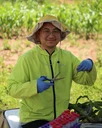 Xiaoming He collecting rhizosphere microbiome samples