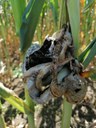 Maize plant infected with the fungus Ustilago maydis.
