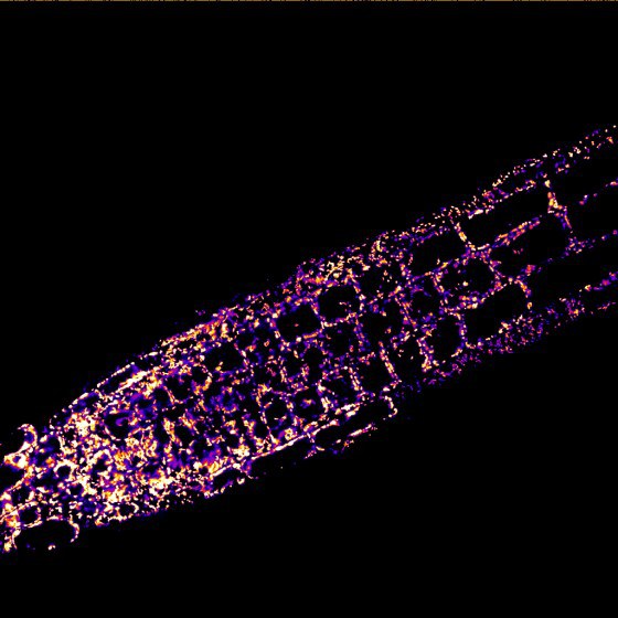 Microscopic image of the mitochondria in a root tip of Arabidopsis thaliana. The interior of the mitochondria (matrix) is marked by a fluorescent protein. This protein indicates the local calcium ion concentration, which is shown here by a colour gradient (blue: low, white: high).