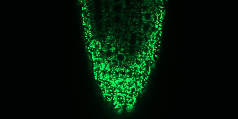 Microscopic image of the mitochondria in a root tip of Arabidopsis thaliana.