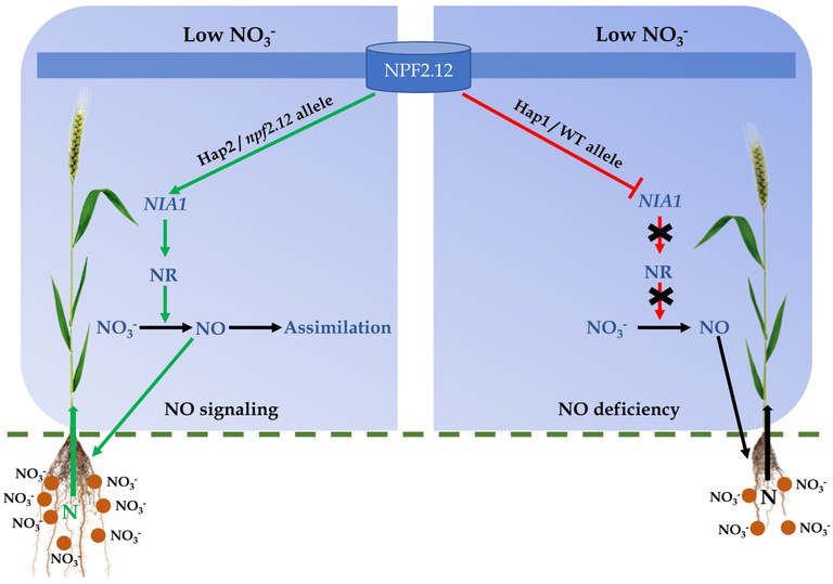 If nitrogen levels in the soil are low, wheat varieties with a favorable NPF2.12 gene variant (left) initiate an important signaling cascade