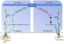 If nitrogen levels in the soil are low, wheat varieties with a favorable NPF2.12 gene variant (left) initiate an important signaling cascade