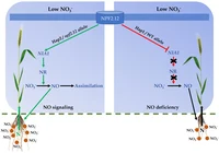 If nitrogen levels in the soil are low, wheat varieties with a favorable NPF2.12 gene variant (left) initiate an important signaling cascade