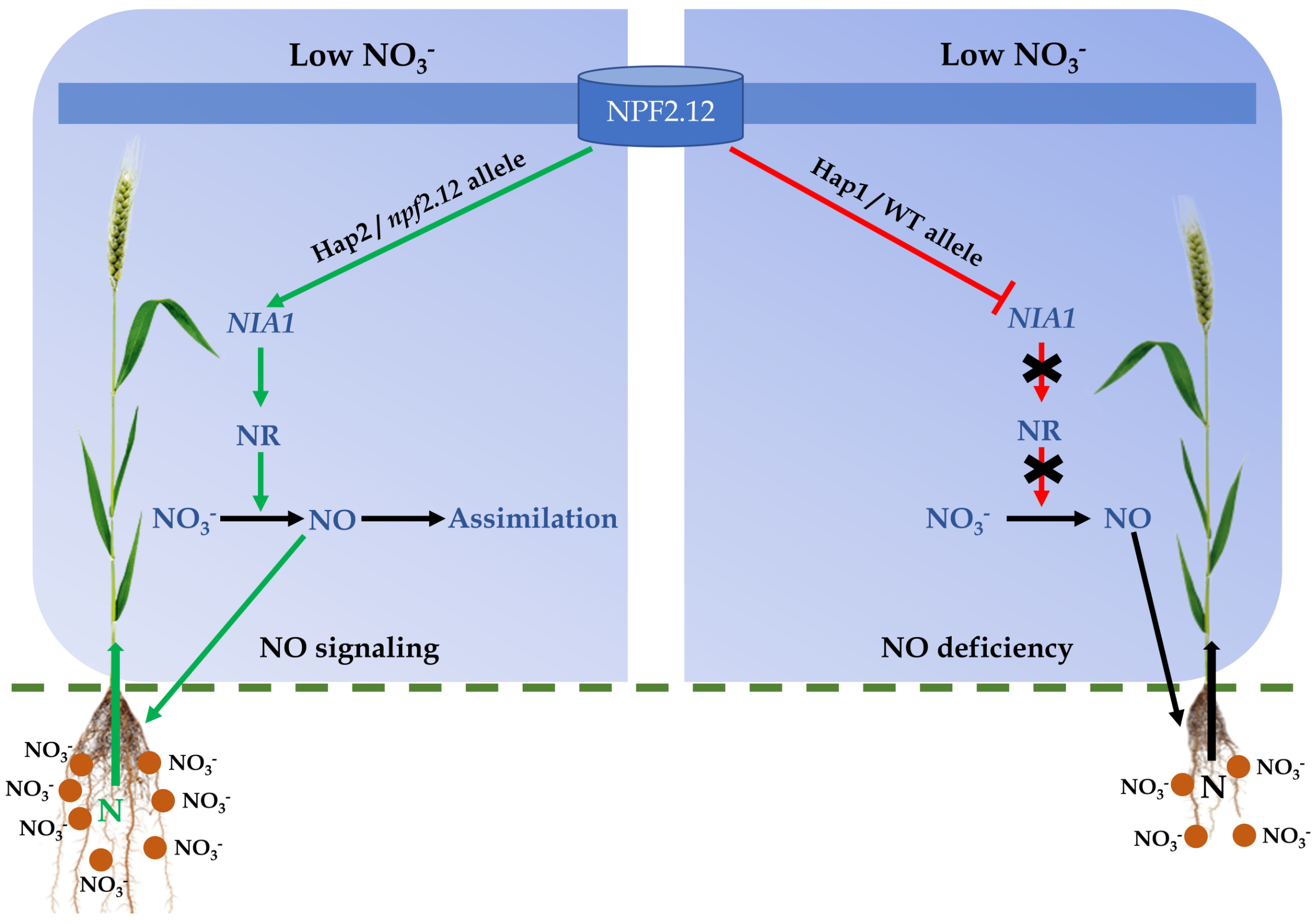 If nitrogen levels in the soil are low, wheat varieties with a favorable NPF2.12 gene variant (left) initiate an important signaling cascade