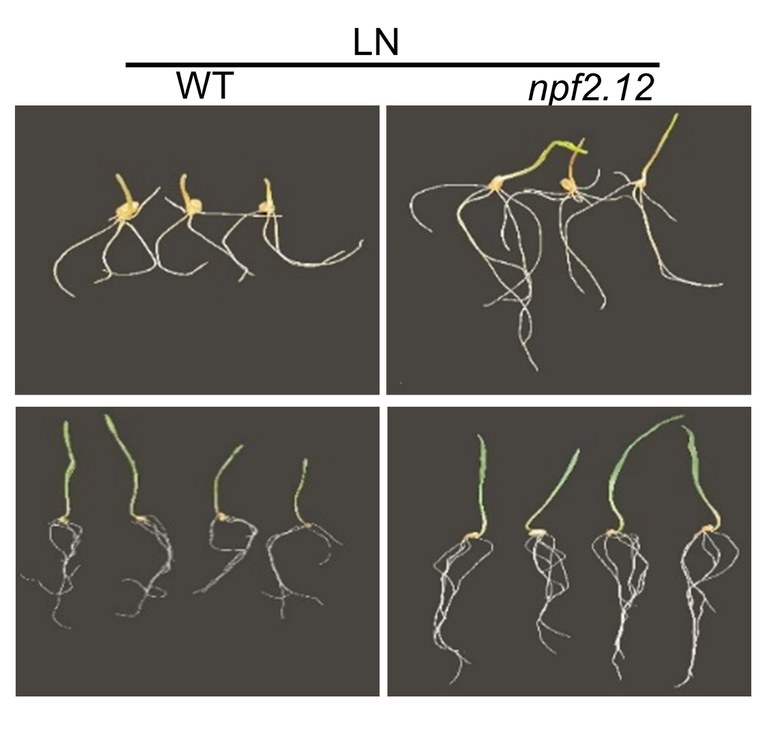 Wheat varieties with a specific NPF2.12 gene variant (right) have significantly better root growth at low nitrogen levels in the soil than varieties without this gene variant (left).