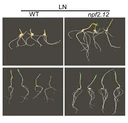 Wheat varieties with a specific NPF2.12 gene variant (right) have significantly better root growth at low nitrogen levels in the soil than varieties without this gene variant (left).