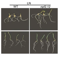 Wheat varieties with a specific NPF2.12 gene variant (right) have significantly better root growth at low nitrogen levels in the soil than varieties without this gene variant (left).