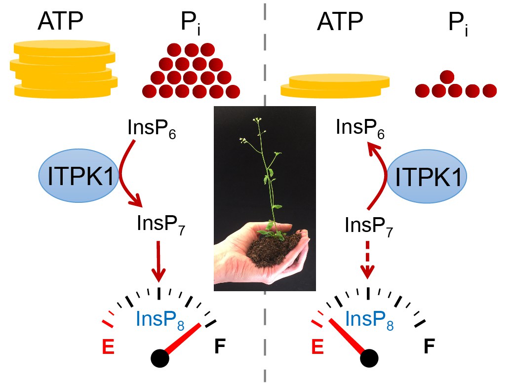 Plants convert their phosphate(Pi) status into InsP8 (signaling molecule controlling phosphate acquisition)