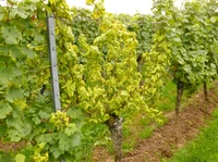 Vine with disease symptom of flavescence dorée (FD)