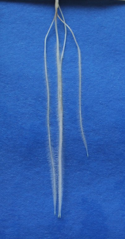 Seven-day-old barley roots of mutant egt2