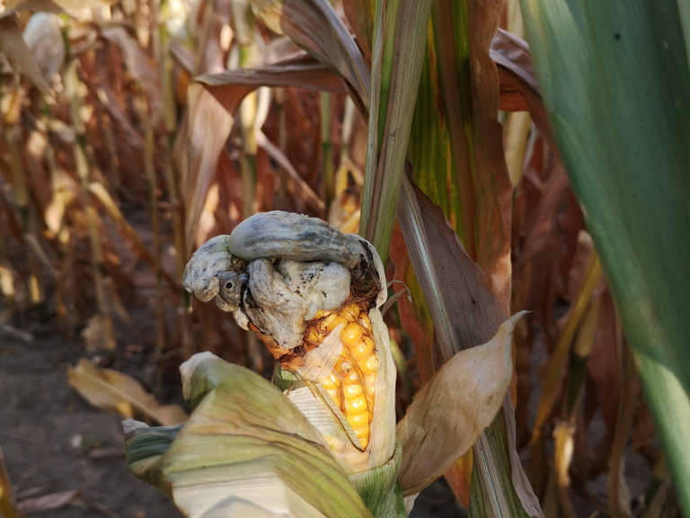 The photo shows a maize plant infected by the fungus.