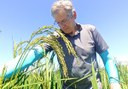 Prof. Matthias Wissuwa in a field of the new rice variety Matrivika.