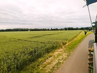 Wheat fields during the tractor tour.