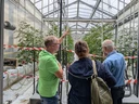 How can tomatoes be grown from substrate? In the greenhouses, guests were given information on innovative cultivation methods - including hydroponic methods that do not require any soil at all.