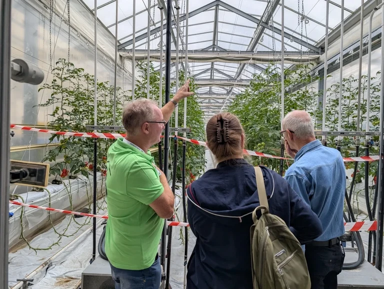 How can tomatoes be grown from substrate? In the greenhouses, guests were given information on innovative cultivation methods - including hydroponic methods that do not require any soil at all.
