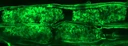Arbuscular mycorrhizal structures within the root cortex cells of L. japonicus.
