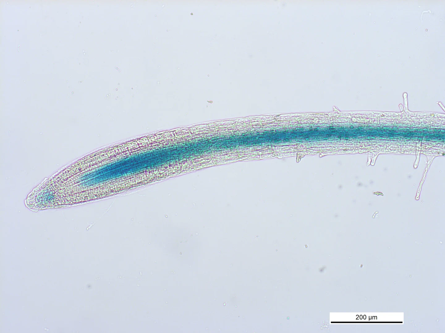 Eine Wissenschaftlerin und ein Wissenschaftler arbeiten hinter einer Glasfassade und mischen Chemikalien mit Großgeräten.