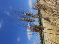 20220708_Durum.jpg