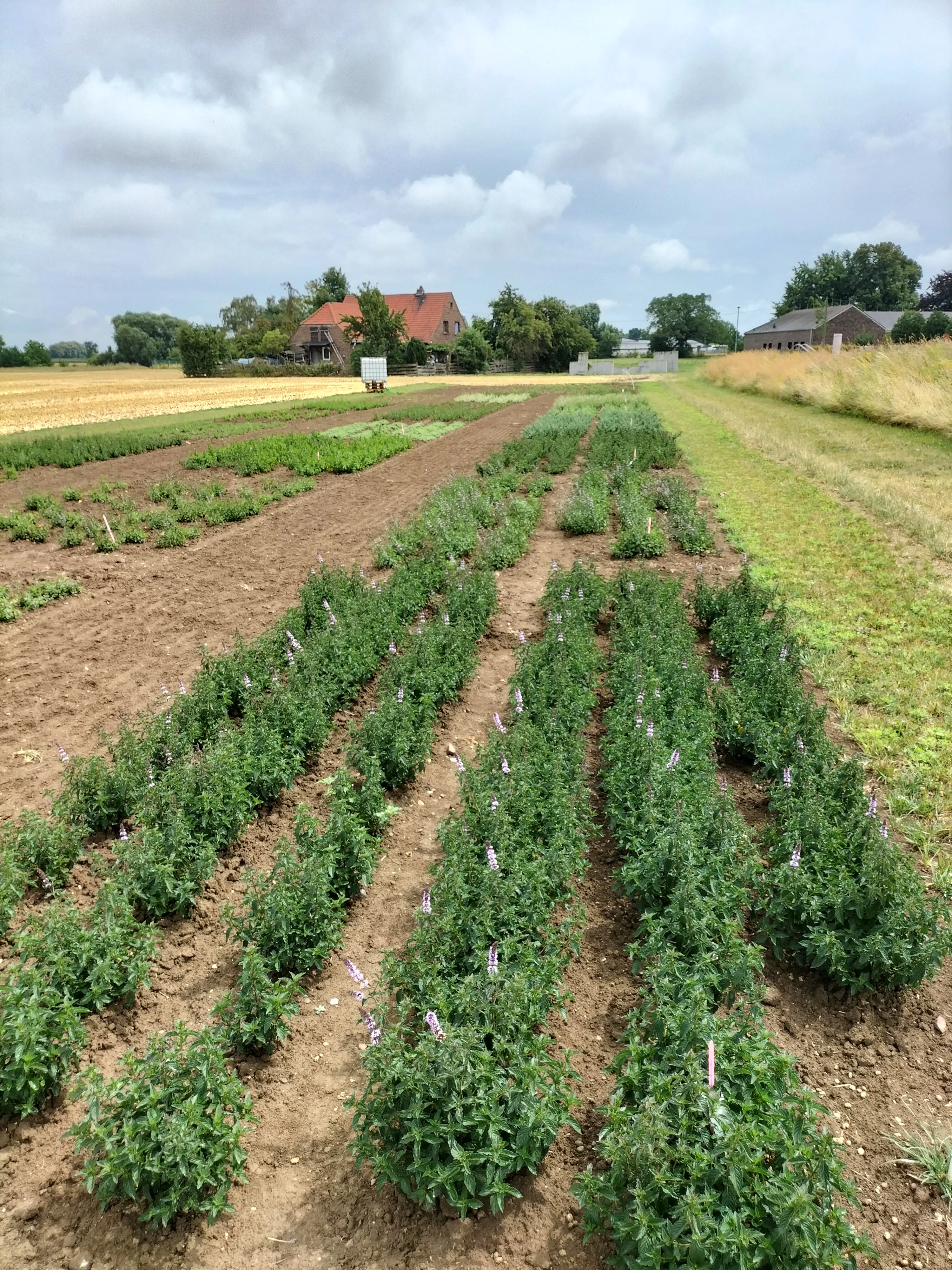 Aromaminzen Juli 25..webp