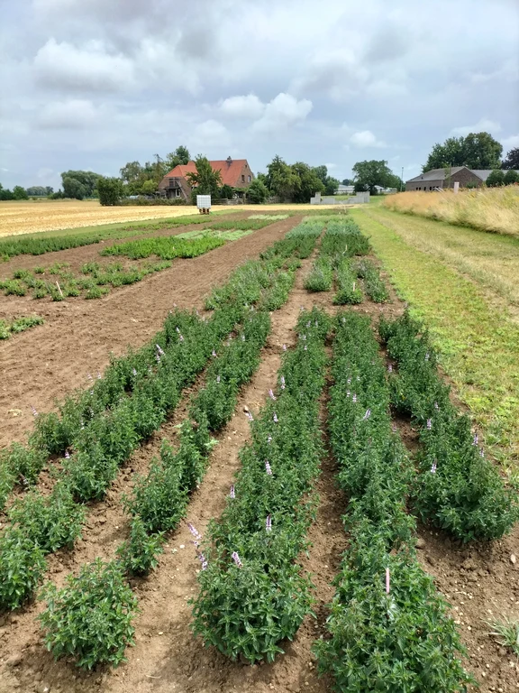 Aromaminzen Juli 25..webp