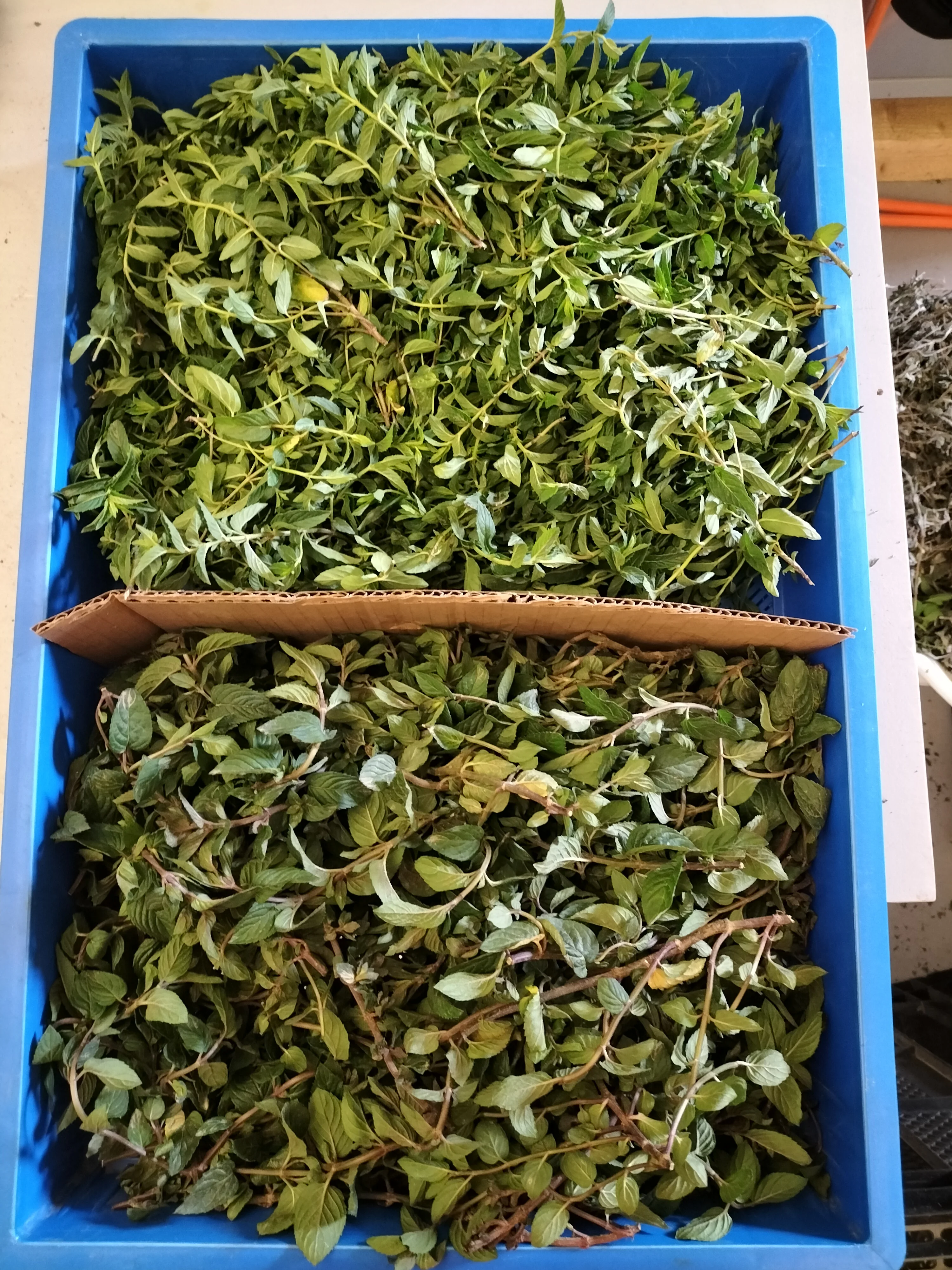 Trocknung Aromaminzen