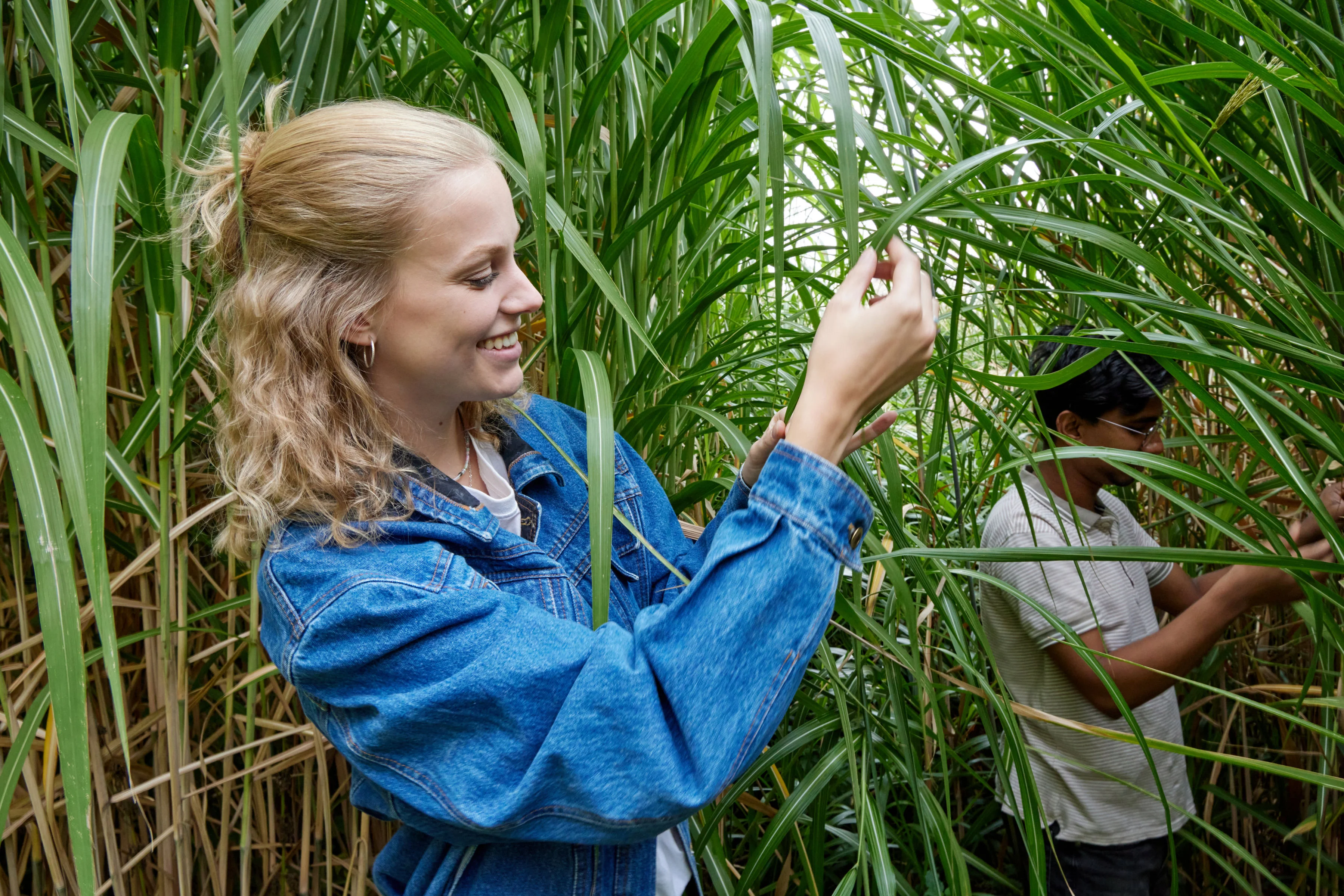 Miscanthus