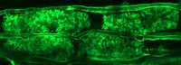 Arbuscular mycorrhizal structures within the root cortex cells of L. japonicus.