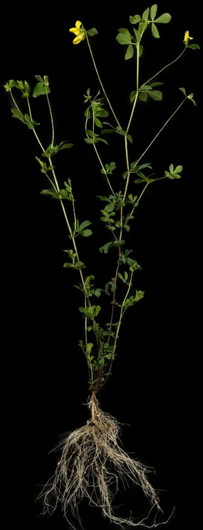 Lotus japonicus