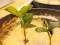Propagation of salt tolerant and salt sensitive soybean (Glycine max) plants