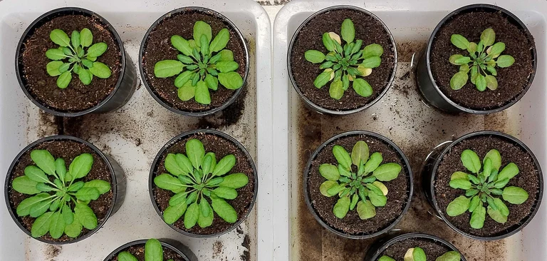 Arabidopsis (Arabidopsis thaliana) plants ready for rosette water loss experiments