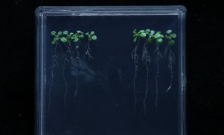 In vitro osmotic stress tolerance assay using Arabidopsis (Arabidopsis thaliana)