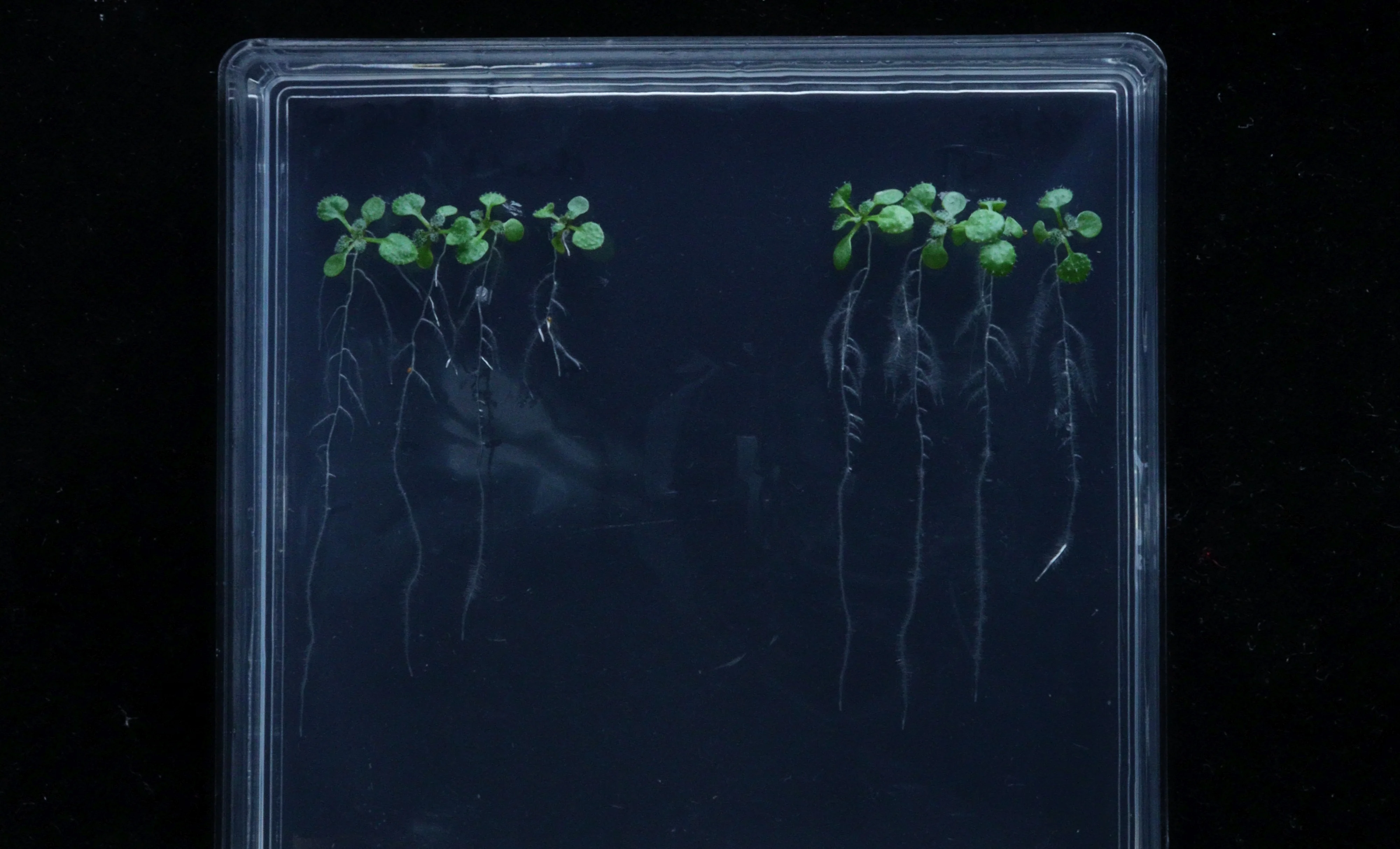 In vitro osmotic stress tolerance assay using Arabidopsis (Arabidopsis thaliana)