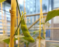 Soybean (Glycine max) pod