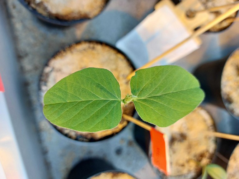 Young soybean (Glycine max) plant