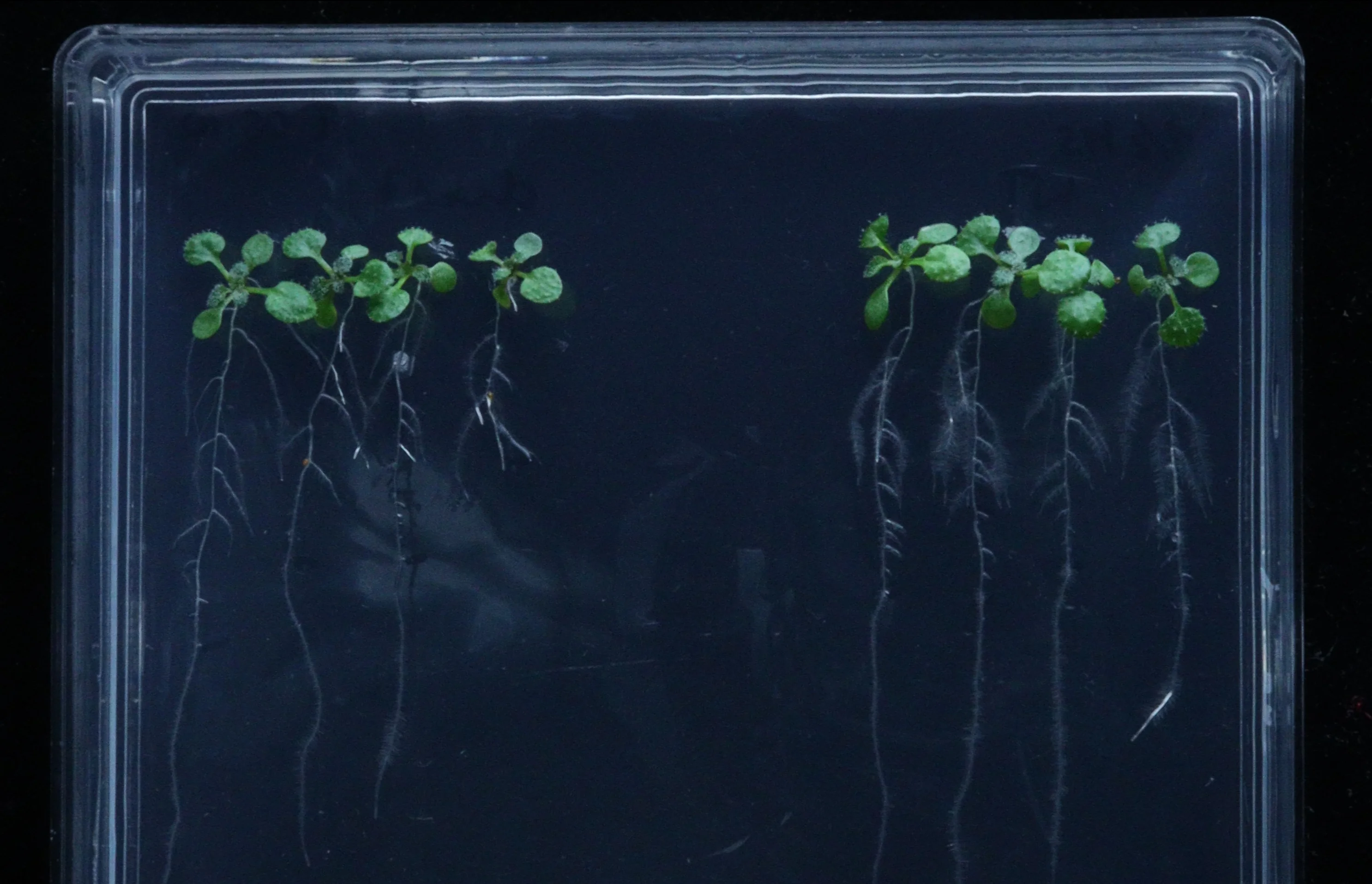 In vitro osmotic stress tolerance assay using Arabidopsis
