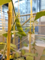 Soybean (Glycine max) pod