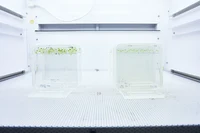 Thermomorphogenese Experimente