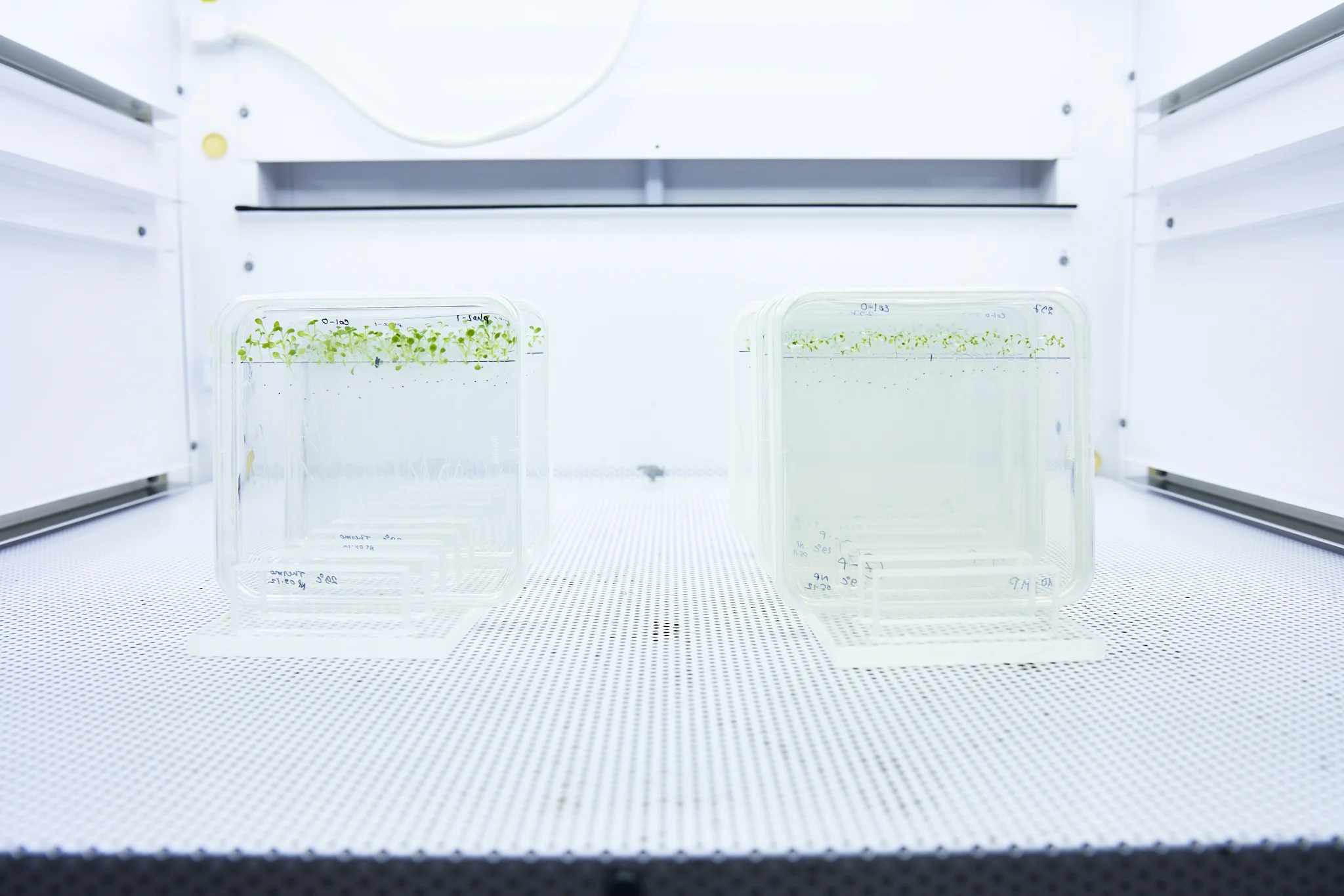 Thermomorphogenese Experimente