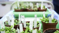 Anzucht von Arabidopsis T-DNA Insertionslinien