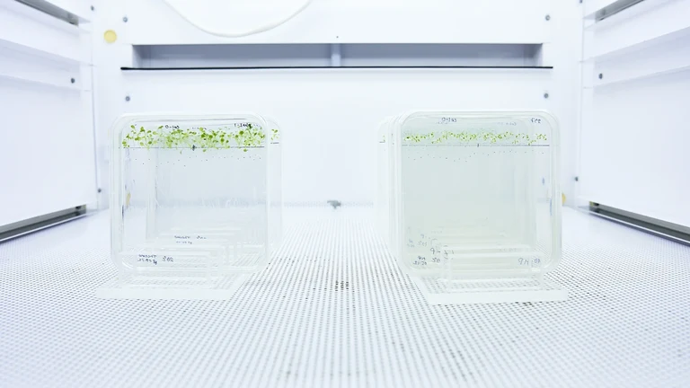 Thermomorphogenese Experimente