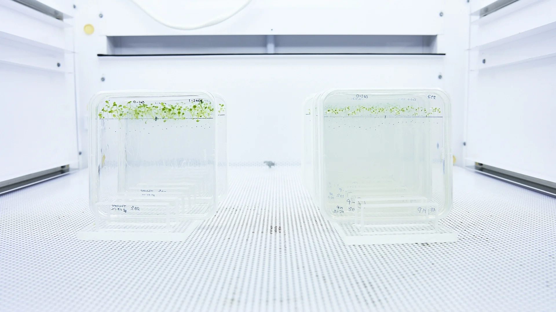 Thermomorphogenese Experimente