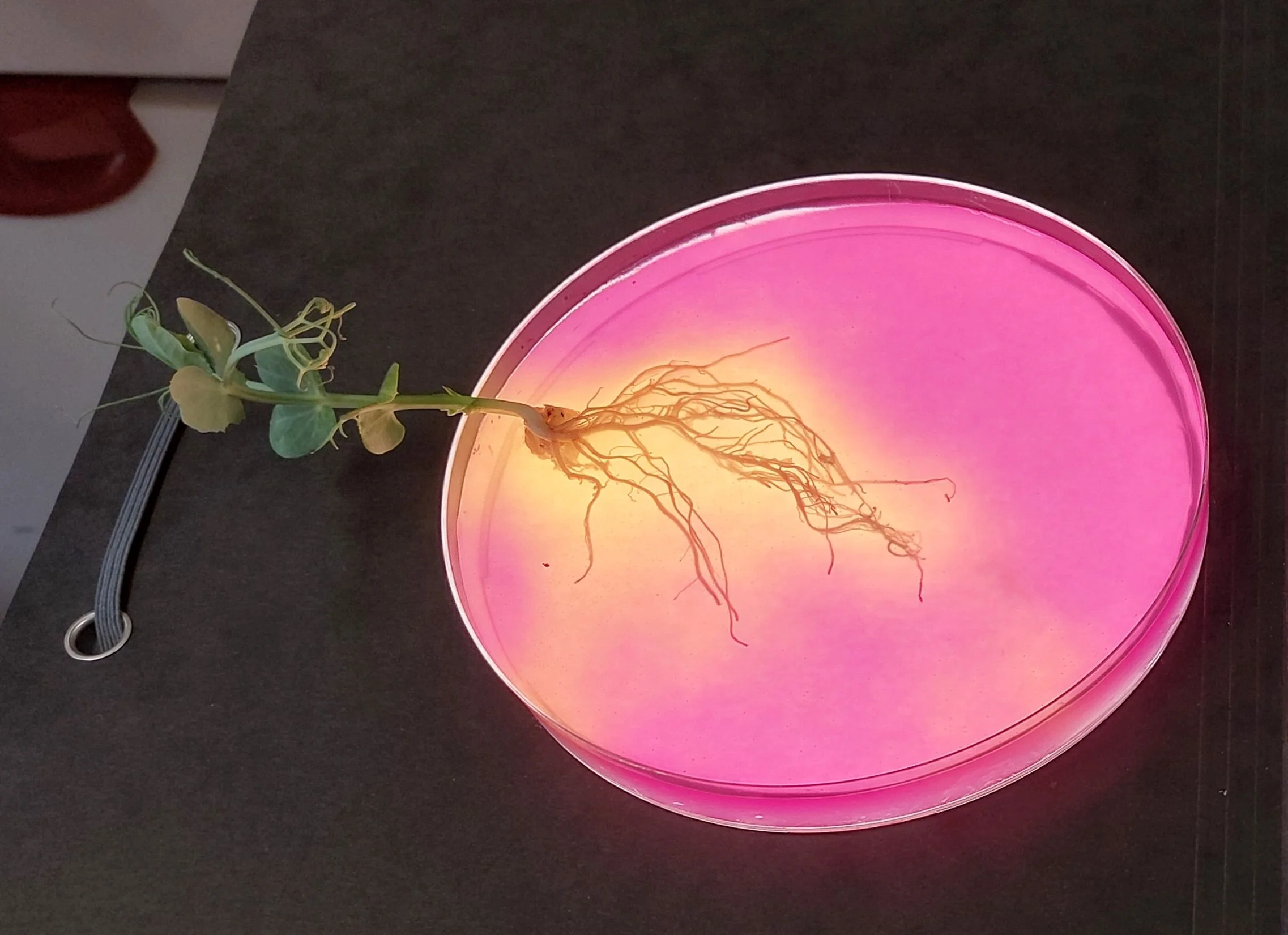 Nutrient uptake experiment in Bonn