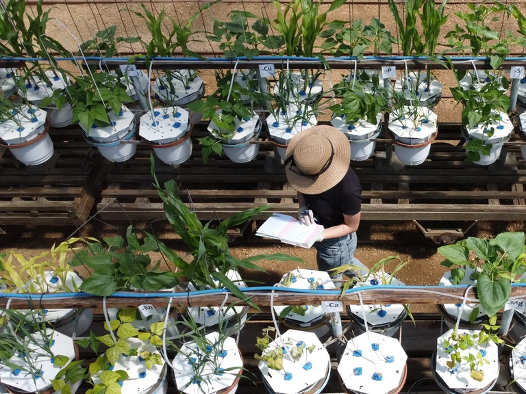 Greenhouse experiment - Nutrient definiency